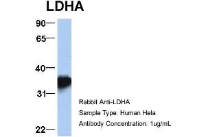 Image no. 2 for anti-Lactate Dehydrogenase A (LDHA) (Middle Region) antibody (ABIN2785876)