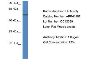 Image no. 1 for anti-Flavin Containing Monooxygenase 1 (FMO1) (N-Term) antibody (ABIN2776845)