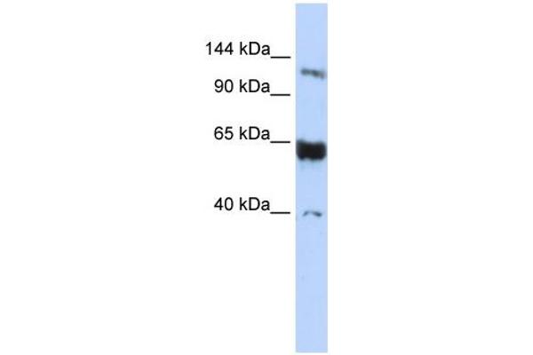 SYCP1 antibody  (N-Term)