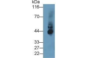 IDO anticorps  (AA 2-403)