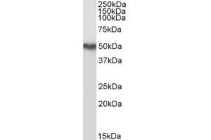 Image no. 7 for anti-TNF Receptor-Associated Factor 2 (TRAF2) (C-Term) antibody (ABIN190911)