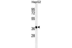 Image no. 2 for anti-Aldo-keto Reductase Family 1, Member C2 (AKR1C2) (AA 295-323), (C-Term) antibody (ABIN950320)