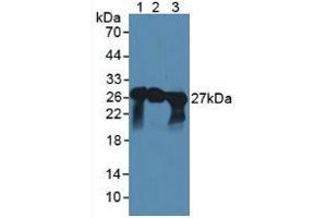 Image no. 2 for anti-Synaptosomal-Associated Protein, 25kDa (SNAP25) (AA 1-206) antibody (ABIN5662311)