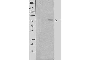 Image no. 1 for anti-RUN and FYVE Domain Containing 1 (RUFY1) antibody (ABIN6257473)