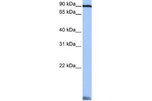 Image no. 2 for anti-Alanyl tRNA Synthetase (AARS) (C-Term) antibody (ABIN2778778)