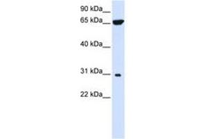 Image no. 1 for anti-Protein tyrosine Phosphatase-Like A Domain Containing 2 (PTPLAD2) (AA 72-121) antibody (ABIN6740888)