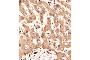 Image no. 7 for anti-Fibroblast Growth Factor Receptor 2 (FGFR2) (AA 22-51), (N-Term) antibody (ABIN391965)