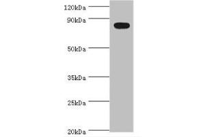 Image no. 2 for anti-BTB and CNC Homology 1, Basic Leucine Zipper Transcription Factor 1 (BACH1) (AA 1-320) antibody (ABIN6097748)