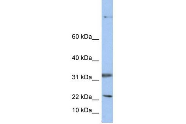 Sep 15 antibody  (Middle Region)