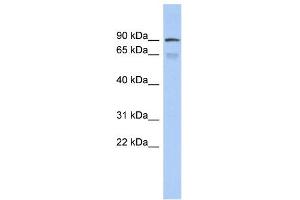 anti-Zinc Finger Protein 791 (ZNF791) (Middle Region) antibody