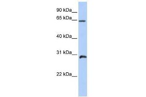 Image no. 1 for anti-Homeobox A5 (HOXA5) (C-Term) antibody (ABIN927798)