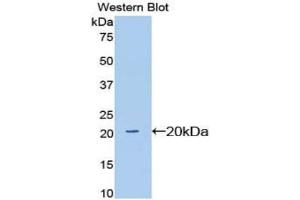 SIGLEC12 antibody  (AA 27-141)