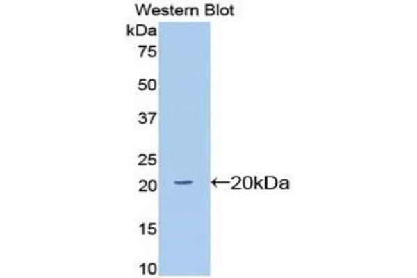 SIGLEC12 antibody  (AA 27-141)