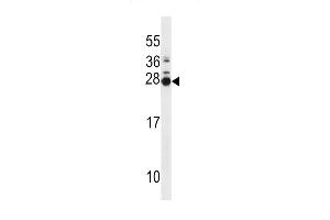 MOL2B Antibody (N-term) (ABIN1538808 and ABIN2848565) western blot analysis in mouse spleen tissue lysates (35 μg/lane).