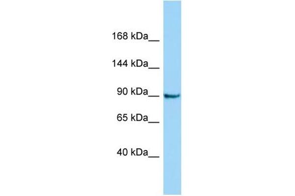 anti-Crooked Neck Pre-mRNA Splicing Factor-Like 1 (CRNKL1) (C-Term) antibody