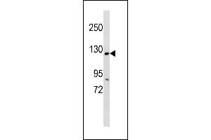 Image no. 1 for anti-Ankyrin Repeat and Sterile alpha Motif Domain Containing 1A (ANKS1A) (AA 293-319), (N-Term) antibody (ABIN1881058)