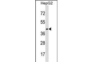 DHH Antibody (Center) (ABIN1538035 and ABIN2838191) western blot analysis in HepG2 cell line lysates (35 μg/lane).