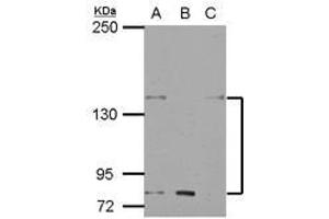Image no. 1 for anti-Potassium Voltage-Gated Channel, Subfamily H (Eag-Related), Member 7 (KCNH7) (N-Term) antibody (ABIN1494034)