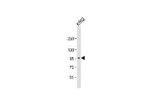 Anti-ANKS6 Antibody (Center) at 1:1000 dilution + K562 whole cell lysate Lysates/proteins at 20 μg per lane.