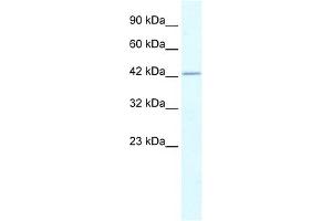 anti-RuvB-Like 2 (E. Coli) (RUVBL2) (N-Term) antibody