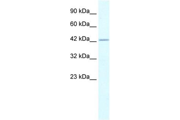 anti-RuvB-Like 2 (E. Coli) (RUVBL2) (N-Term) antibody