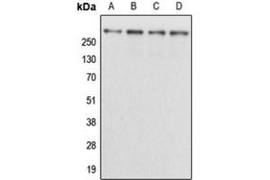 Image no. 2 for anti-Kalirin, RhoGEF Kinase (KALRN) (Center) antibody (ABIN2706430)