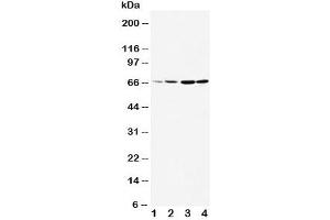 Image no. 2 for anti-Dopamine Receptor D1 (DRD1) (AA 221-242) antibody (ABIN3030766)