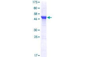NUDCD3 Protein (AA 1-220) (GST tag)