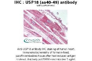 Image no. 1 for anti-Ubiquitin Specific Peptidase 18 (USP18) (AA 40-49) antibody (ABIN1740600)