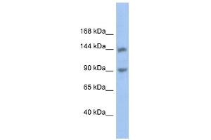 Image no. 1 for anti-Contactin Associated Protein-Like 3 (CNTNAP3) (Middle Region) antibody (ABIN2784091)