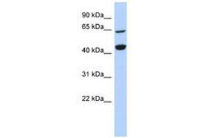 Image no. 1 for anti-Replication Factor C (Activator 1) 4, 37kDa (RFC4) (AA 287-336) antibody (ABIN6740953)