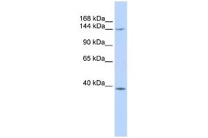 Image no. 1 for anti-Structural Maintenance of Chromosomes 4 (SMC4) (Middle Region) antibody (ABIN2782505)