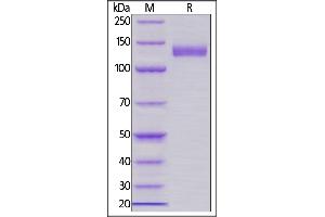Image no. 2 for CD22 Molecule (CD22) (AA 20-687) (Active) protein (Fc Tag) (ABIN6253560)