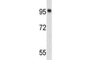 Image no. 2 for anti-Nucleolin (NCL) antibody (ABIN3032072)