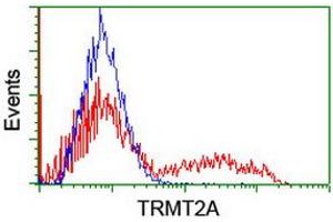 Image no. 2 for anti-tRNA Methyltransferase 2 Homolog A (TRMT2A) antibody (ABIN1501514)