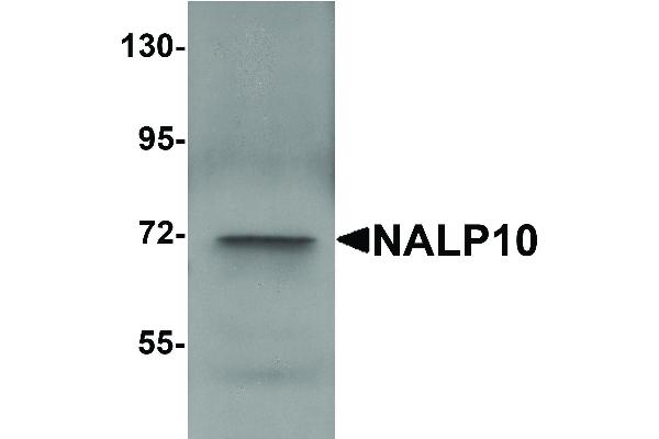 NLRP10 抗体  (N-Term)