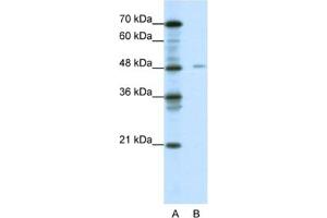 Image no. 1 for anti-Nuclear Factor I/X (MLZE) antibody (ABIN2460546)
