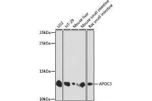 APOC3 antibody
