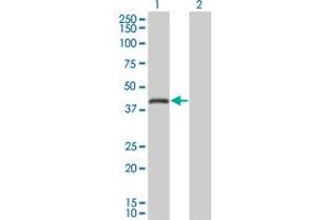 anti-Ring Finger Protein 26 (RNF26) (AA 344-433) antibody