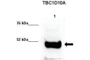 Image no. 3 for anti-TBC1 Domain Family, Member 10A (TBC1D10A) (C-Term) antibody (ABIN2788501)