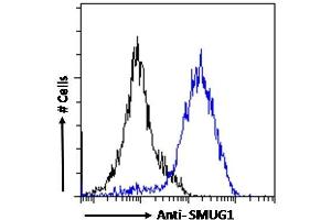 Image no. 5 for anti-Single-Strand-Selective Monofunctional Uracil-DNA Glycosylase 1 (SMUG1) (N-Term) antibody (ABIN185204)