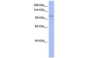 Image no. 1 for anti-MutS Homolog 4 (E. Coli) (MSH4) (AA 863-912) antibody (ABIN6741641)