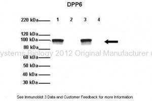 Image no. 3 for anti-Dipeptidyl-Peptidase 6 (DPP6) (Middle Region) antibody (ABIN2782043)
