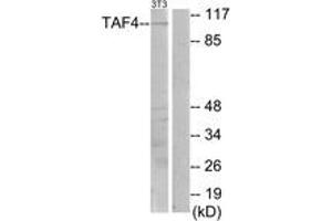 Image no. 1 for anti-TAF4 RNA Polymerase II, TATA Box Binding Protein (TBP)-Associated Factor, 135kDa (TAF4) (AA 941-990) antibody (ABIN1533475)