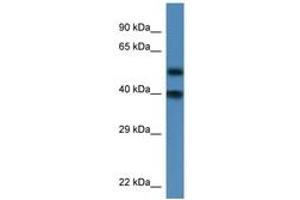 Image no. 1 for anti-Nucleoporin 37kDa (NUP37) (AA 53-102) antibody (ABIN6746266)