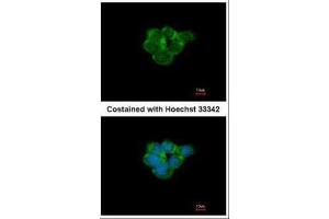 ICC/IF Image Immunofluorescence analysis of methanol-fixed A431, using Nicotinic Acetylcholine Receptor alpha 3, antibody at 1:500 dilution.
