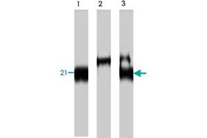 Image no. 1 for anti-CKLF-Like MARVEL Transmembrane Domain Containing 3 (CMTM3) antibody (ABIN549026)