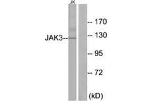 Image no. 3 for anti-Janus Kinase 3 (JAK3) (AA 751-800) antibody (ABIN1532701)