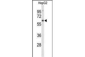 Western blot analysis of AFM Antibody (N-term) (ABIN653397 and ABIN2842856) in HepG2 cell line lysates (35 μg/lane).