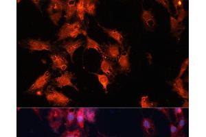 Immunofluorescence analysis of C6 cells using DNAJA3 Polyclonal Antibody at dilution of 1:100.